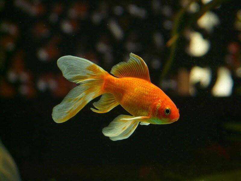 Goldfisch im Glas