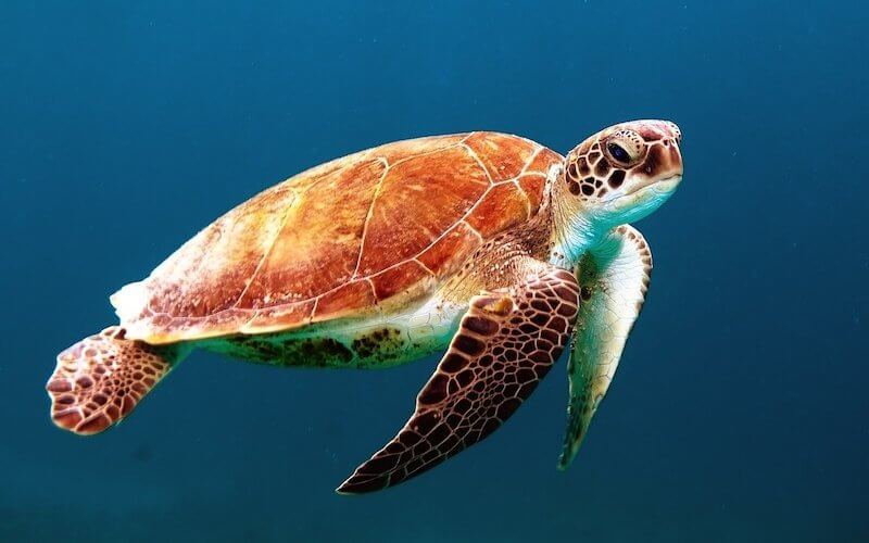Schildkröte unter Wasser